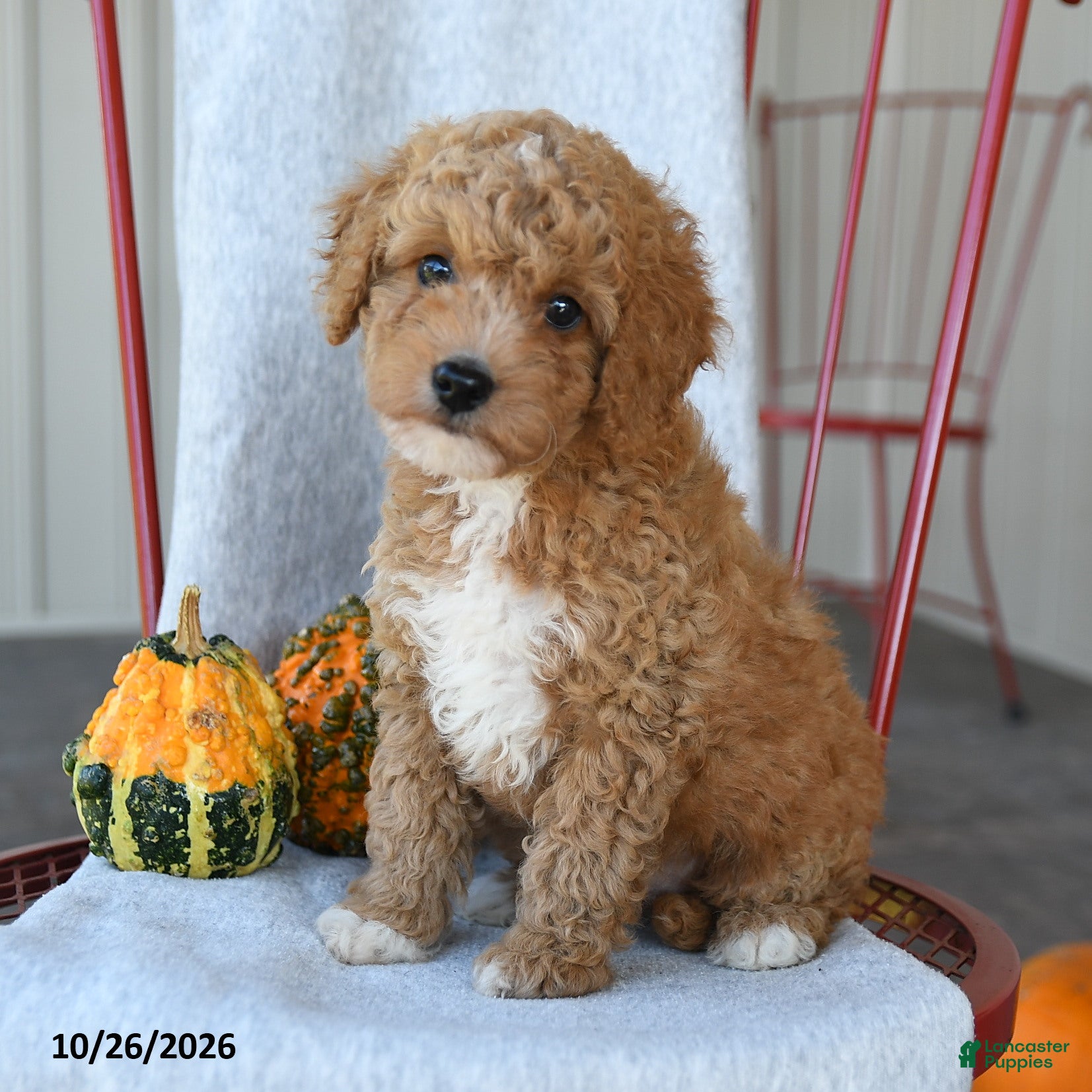 Cockapoo dogs for sale: Boots - Ad 2
