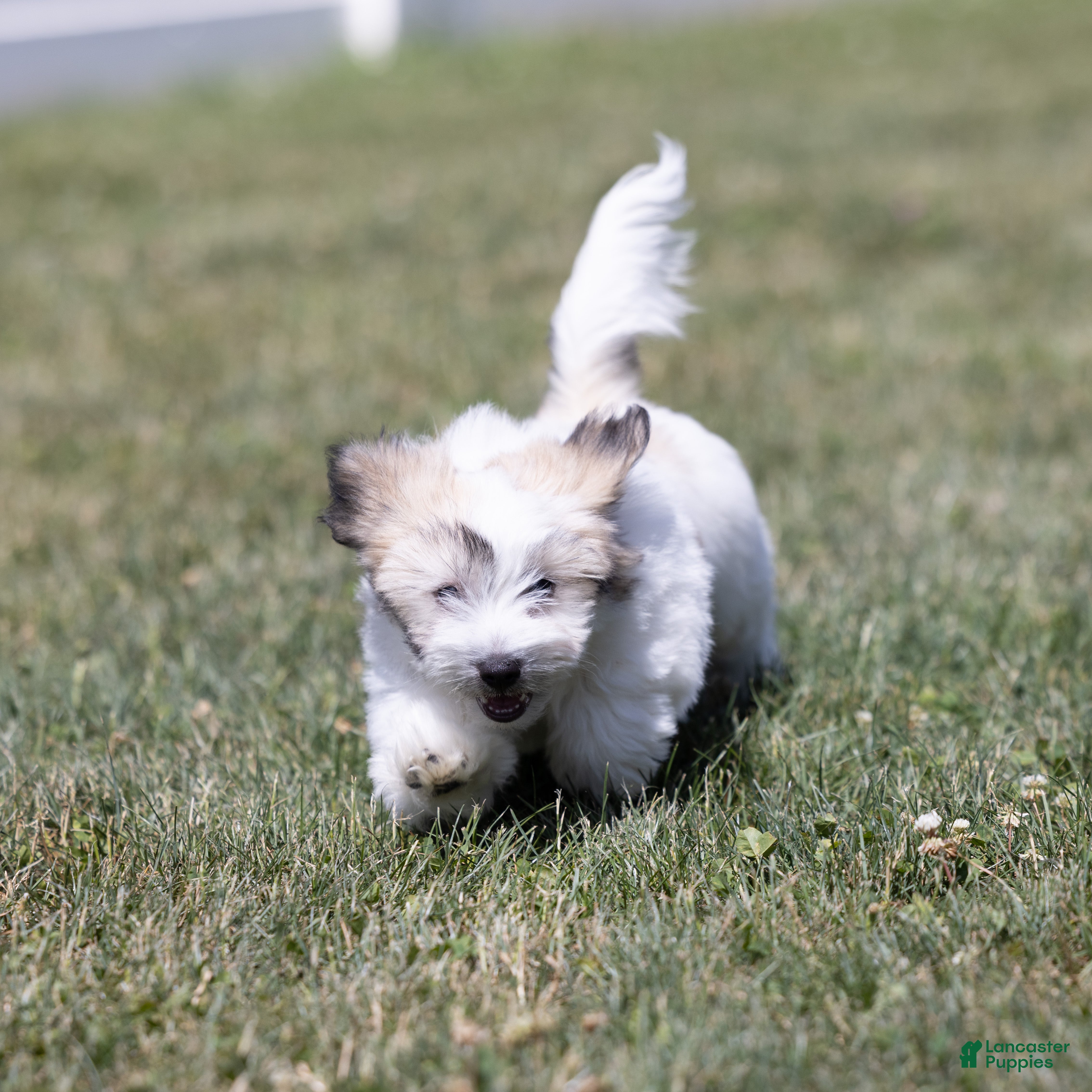 Coton De Tulear dogs Honey - Ad 2