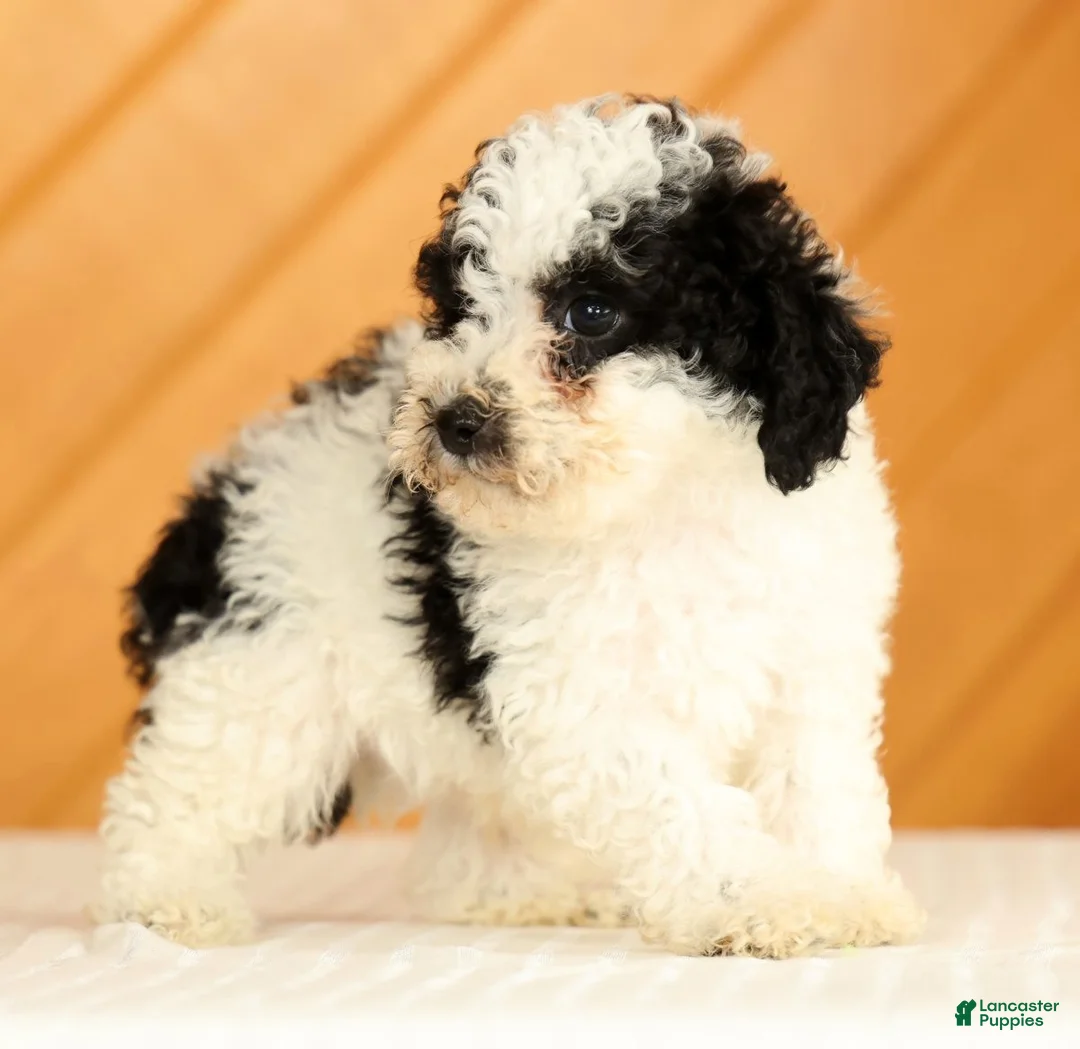 Toy Poodle dogs for sale: Doodle - Ad 2