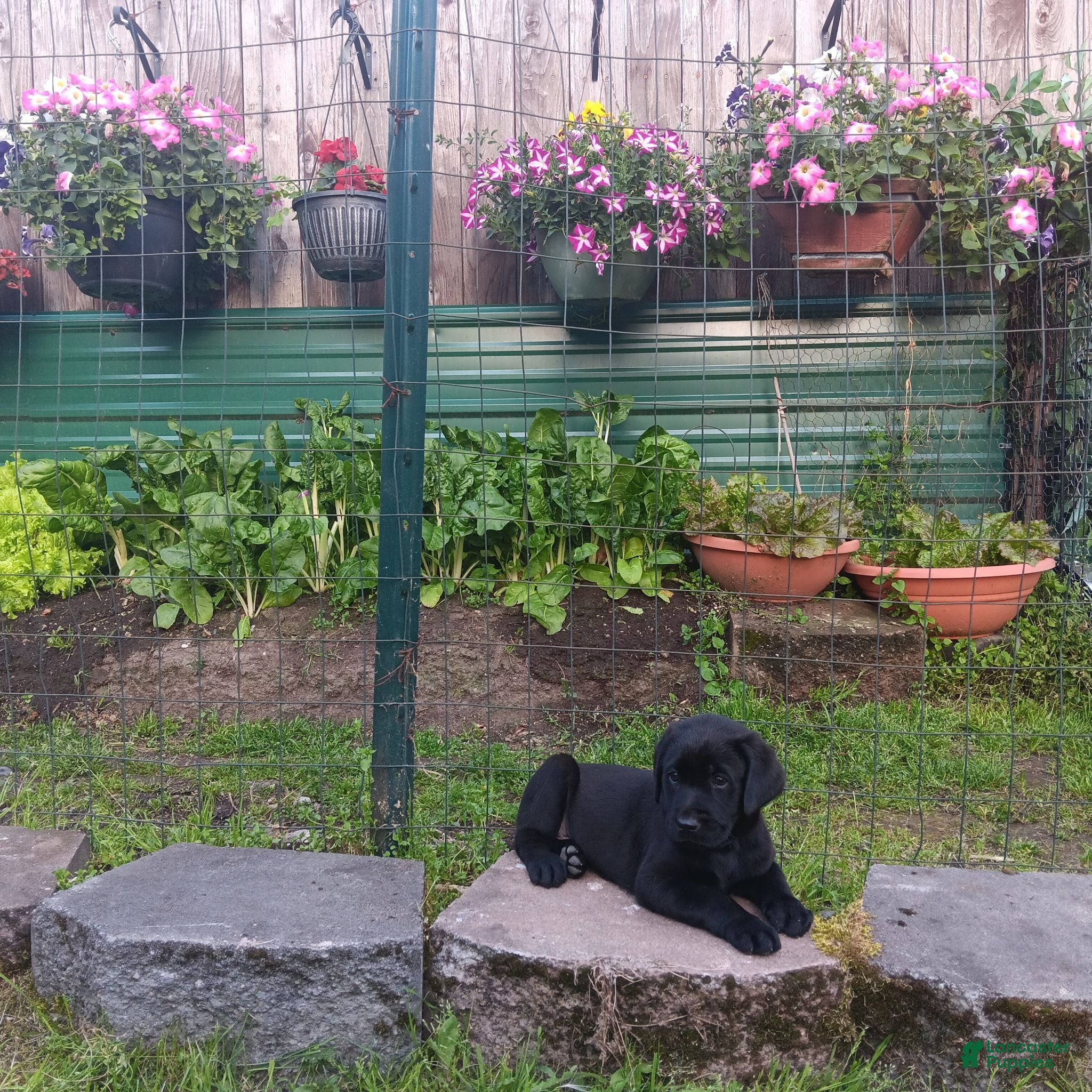 Labrador Retriever dogs Labrador Retriever 1 - Ad 42