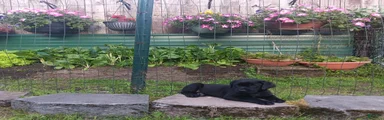 Labrador Retriever 1