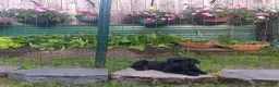 Labrador Retriever dogs for sale: Labrador Retriever 1 - Ad 1