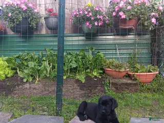 Labrador Retriever dogs Labrador Retriever 1 - Ad 42