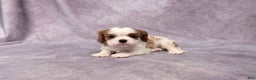 Cavalier King Charles Spaniel dogs for sale: Seth - Ad 10