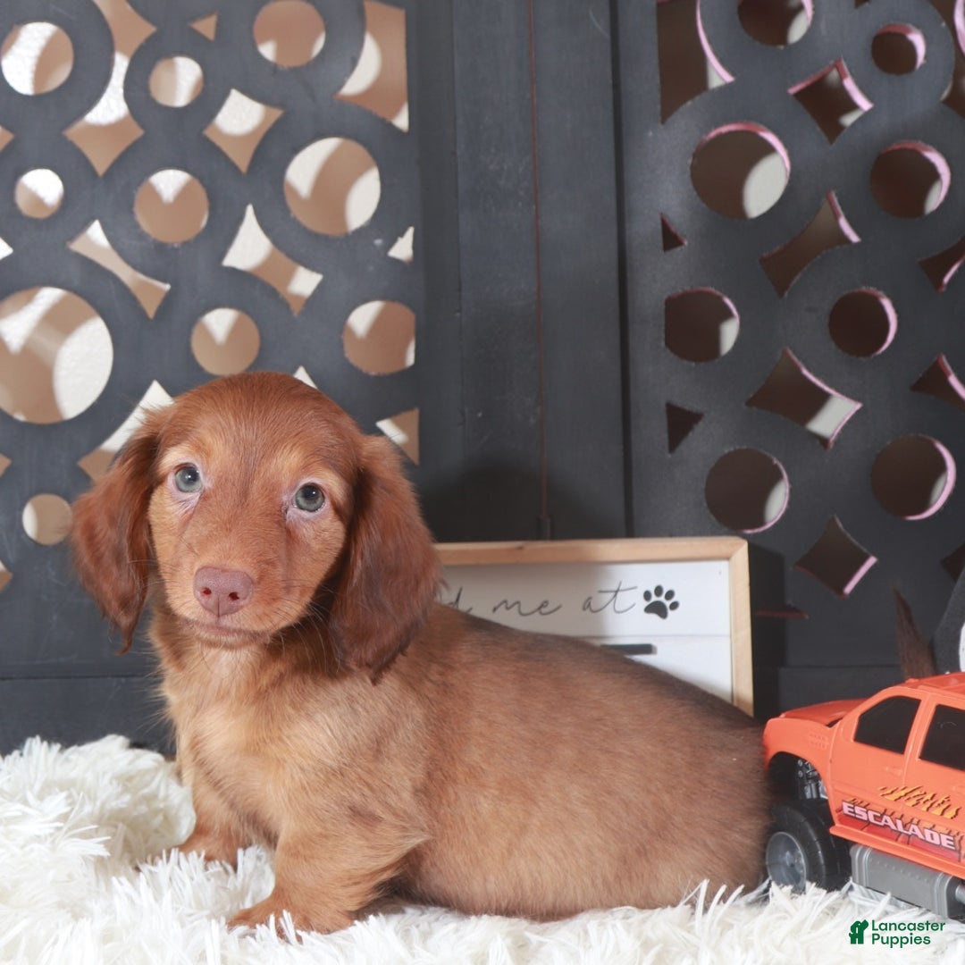Miniature Dachshund dogs for sale: Miniature Dachshund Loki - Ad 4