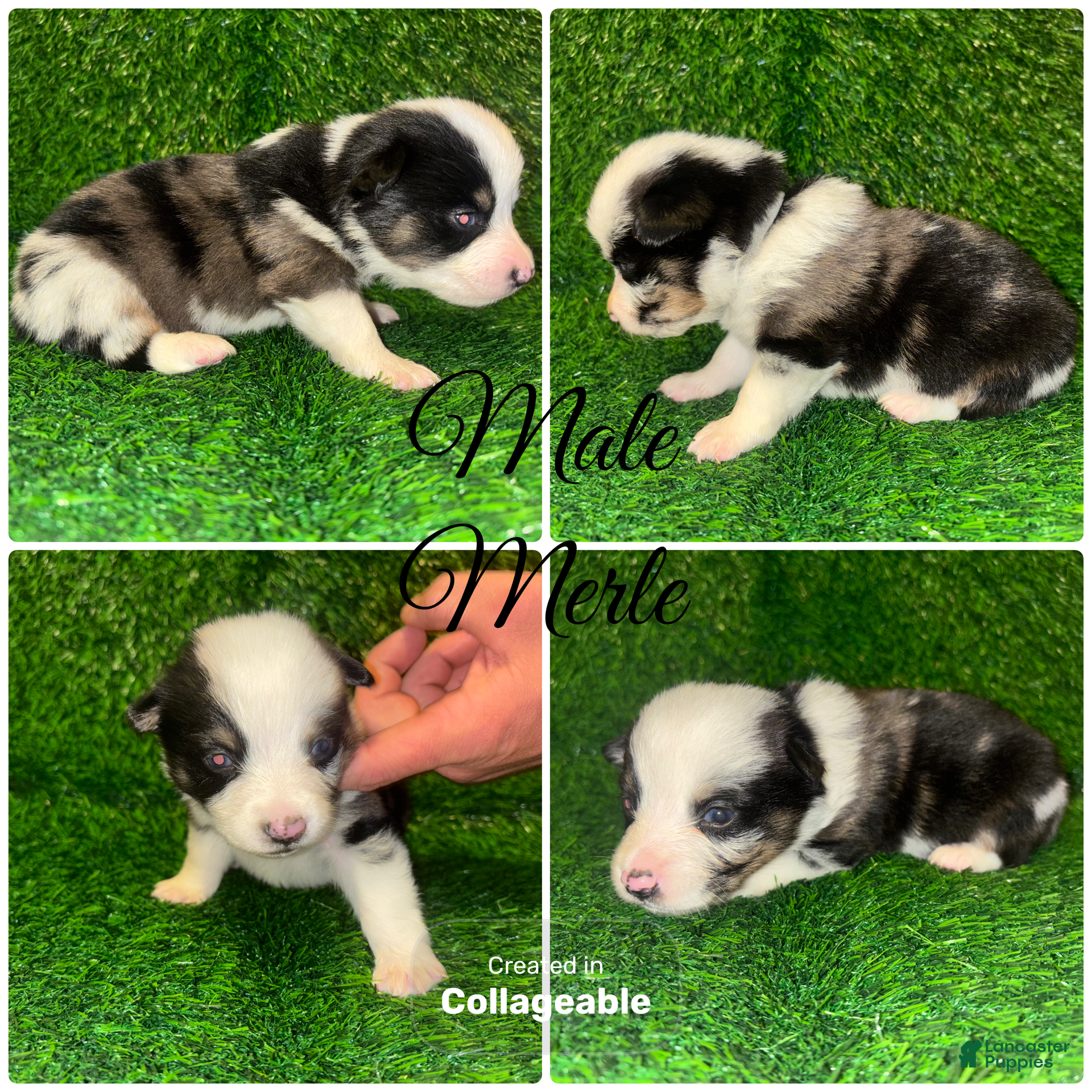 Mixed Breed dogs Auggie Male Merle - Ad 11