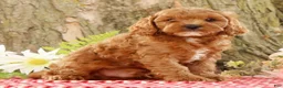 Cavapoo dogs for sale: Jack - Ad 1
