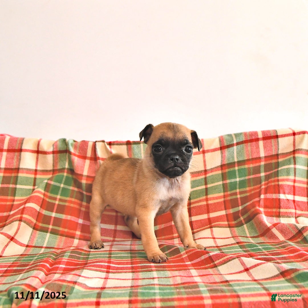 Jug dogs for sale: Mavis - Ad 3