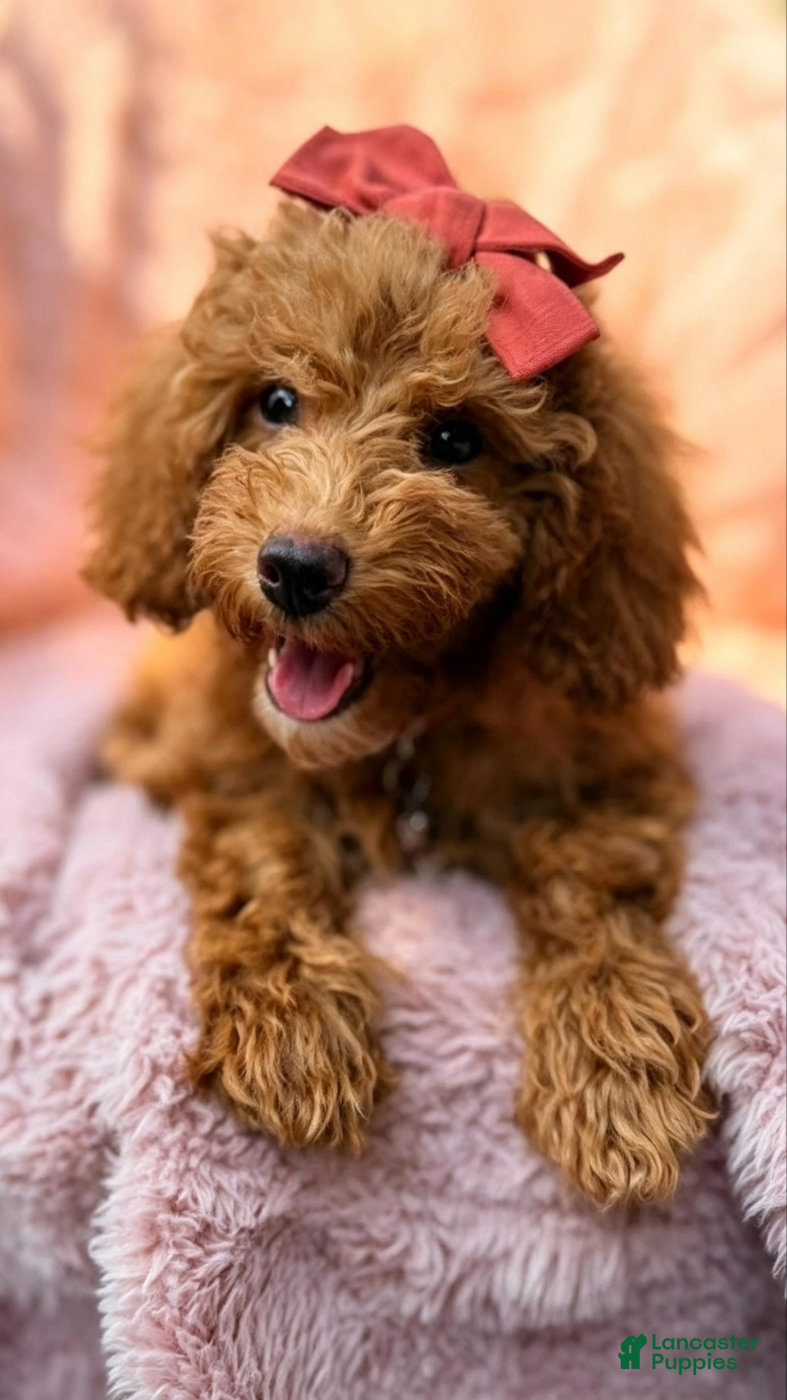 Miniature Poodle dogs Rosie-Potty and Crate Training/Parents Health Tested  - Ad 2