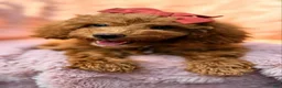 Miniature Poodle dogs for sale: Millie- Genetically health tested Parents/Potty Training - Ad 14