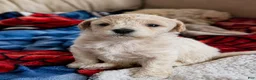 Bichpoo dogs for sale: Bichpoo 1 - Ad 1