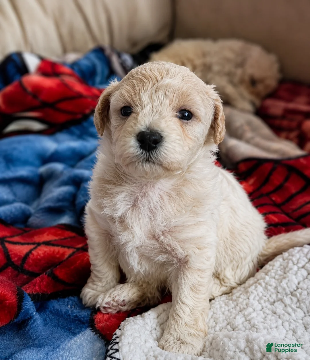 Bichpoo dogs for sale: Bichpoo 1 - Ad 1