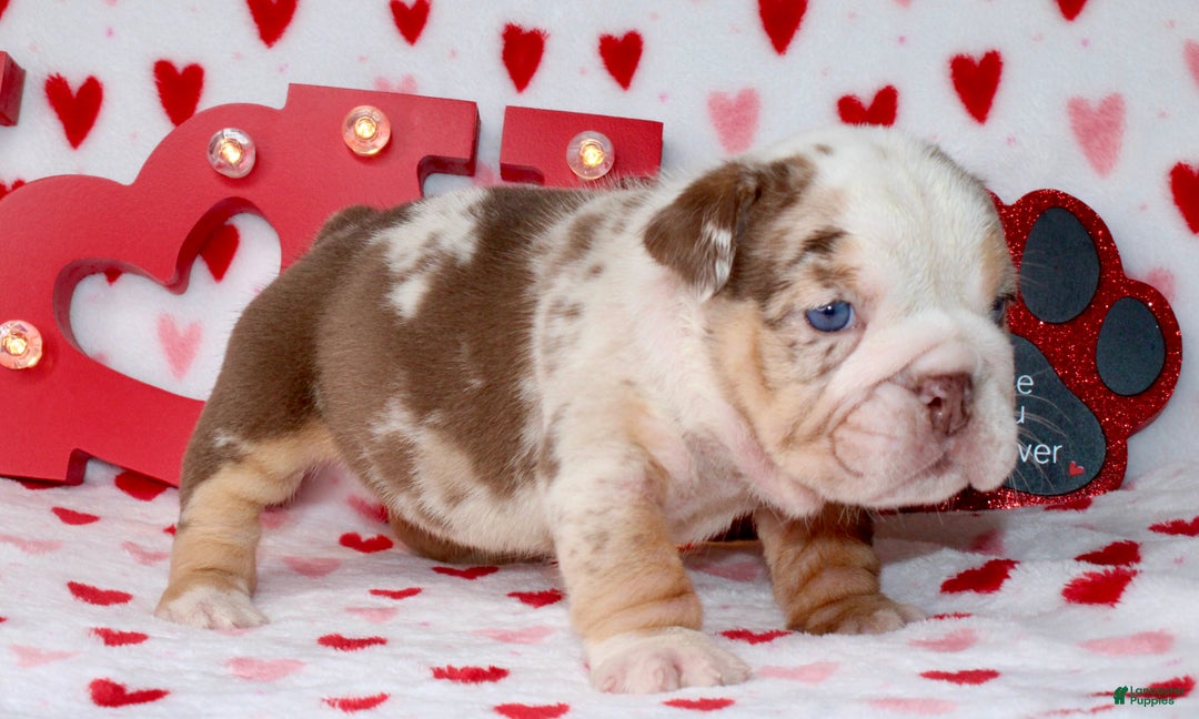 English Bulldog dogs for sale: Coco - Ad 5