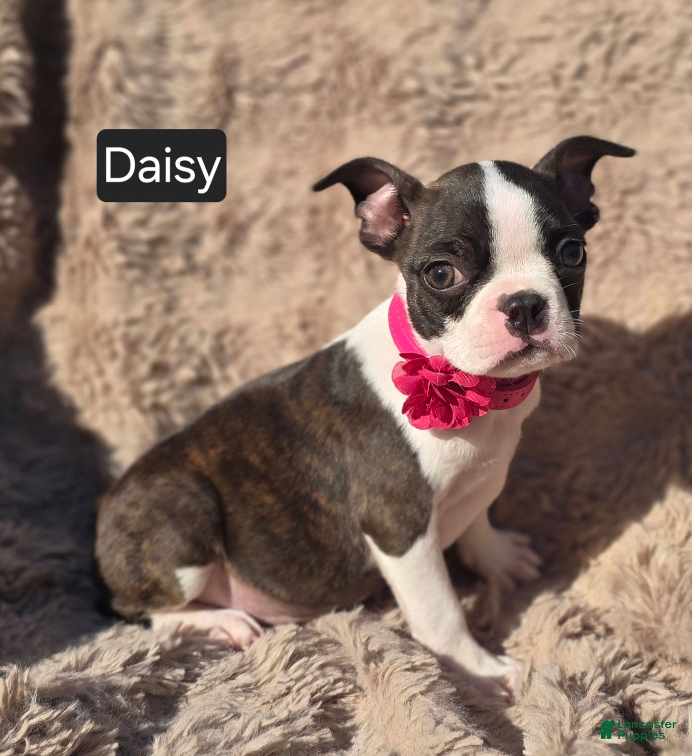 Boston Terrier dogs Daisy - Ad 1