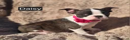 Boston Terrier dogs for sale: Daisy - Ad 1