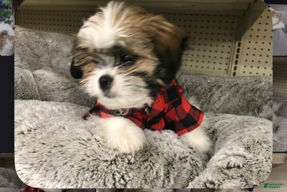 Shih Tzu dogs Shih Tzu 1 - Ad 34