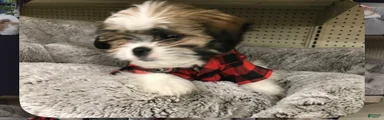Shih Tzu 1