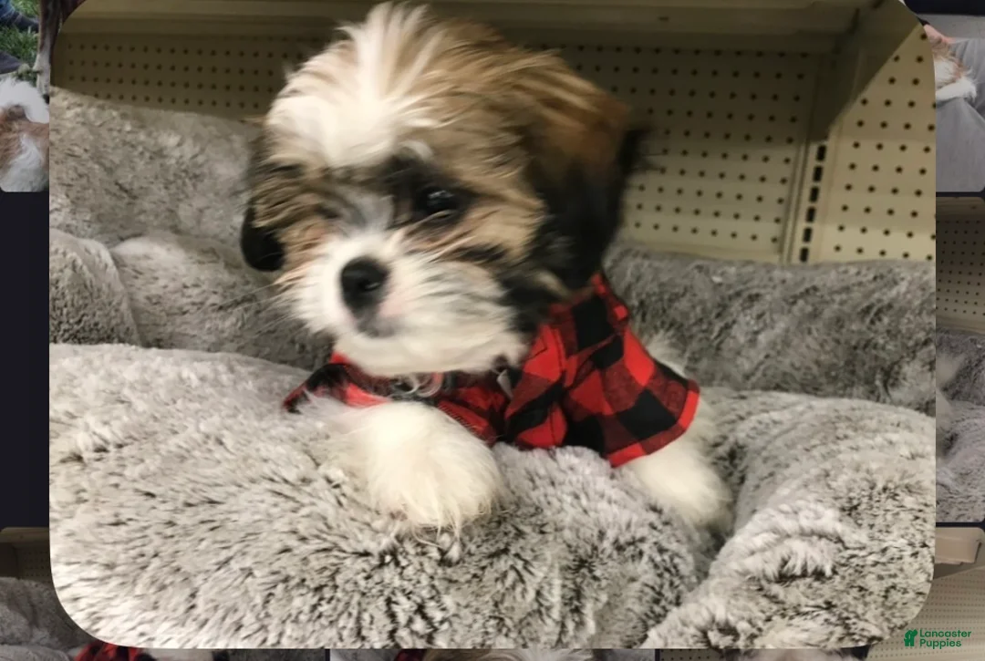 Shih Tzu dogs for sale: Shih Tzu 1 - Ad 1