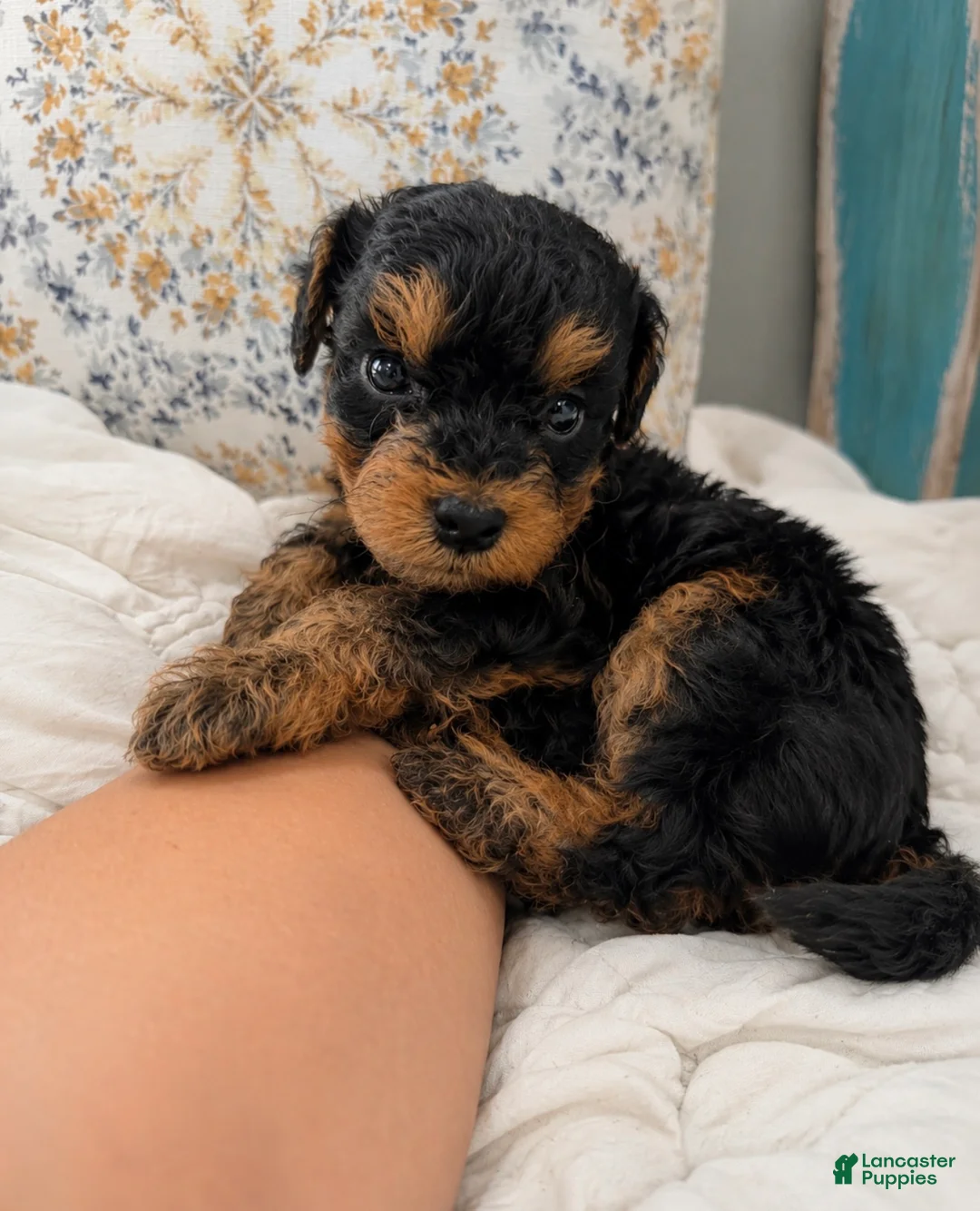 Miniature Poodle dogs for sale: Vader - Ad 1