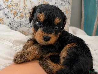 Miniature Poodle dogs for sale: Vader - Ad 2