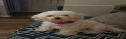 Shihpoo dogs for sale: SHIH TZU × TOY POODLE — SHIH-POO PUPPIES  - Ad 4