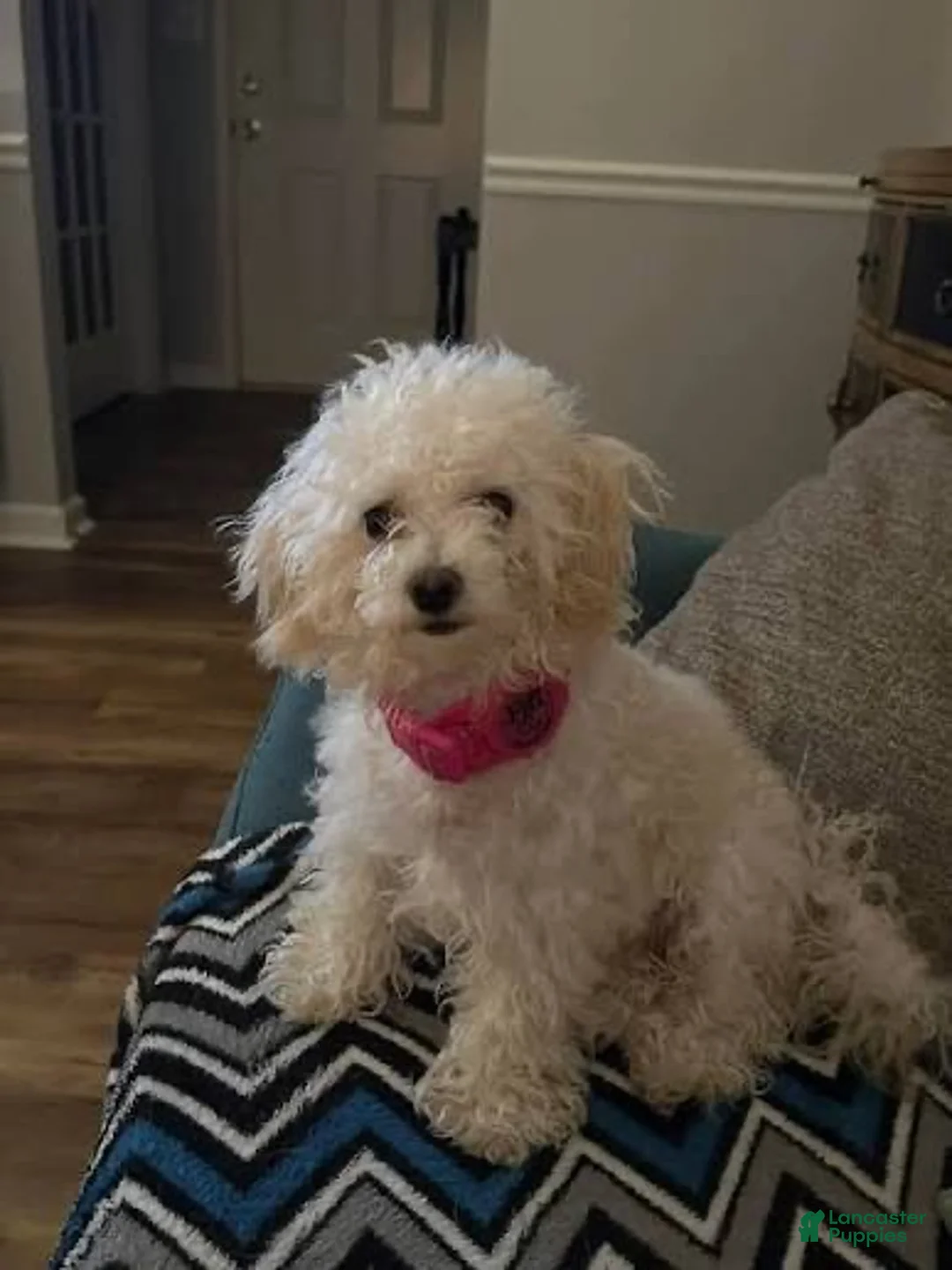 Shihpoo dogs for sale: SHIH TZU × TOY POODLE — SHIH-POO PUPPIES  - Ad 4