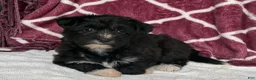 Yochon dogs for sale: Dixie - Ad 8