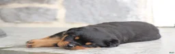 Rottweiler dogs for sale: France  - Ad 4