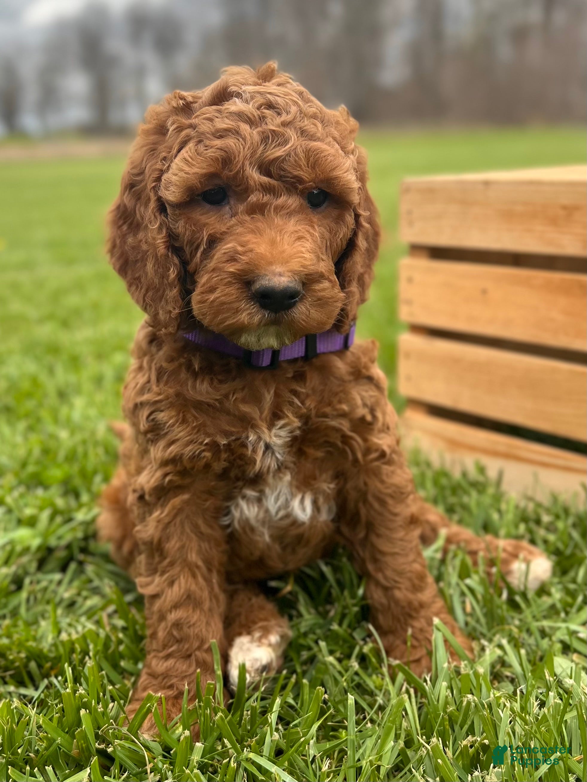 Irish Doodle dogs Victoria - Ad 2