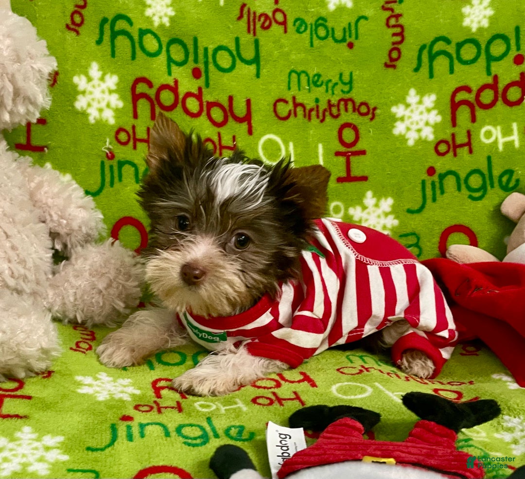 Yorkshire Terrier dogs for sale: Choc Merle Tommy  - Ad 18