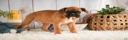 Boxer dogs for sale: Tracker - Ad 6