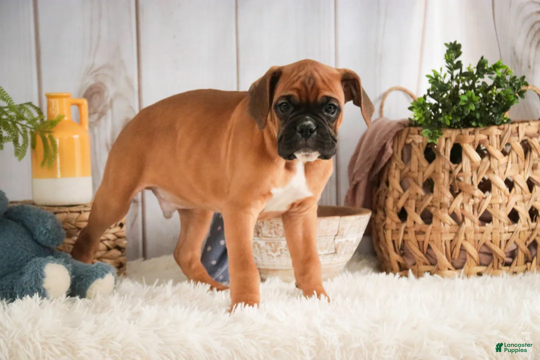 Boxer dogs for sale: Tracker - Ad 6