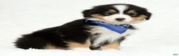 Australian Shepherd dogs for sale: Leo - Ad 6