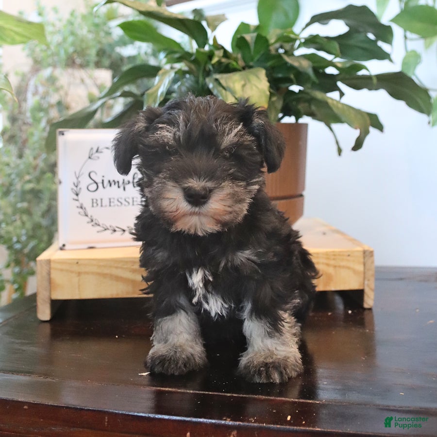 Miniature Schnauzer dogs Griffin - Ad 1