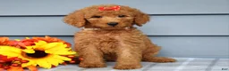 Goldendoodle dogs for sale: Oaklyn - Ad 5