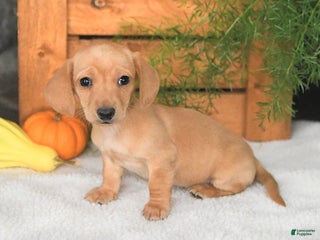 Miniature Dachshund dogs - Ad 28