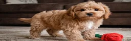 Cavapoo dogs for sale: Mark - Ad 5