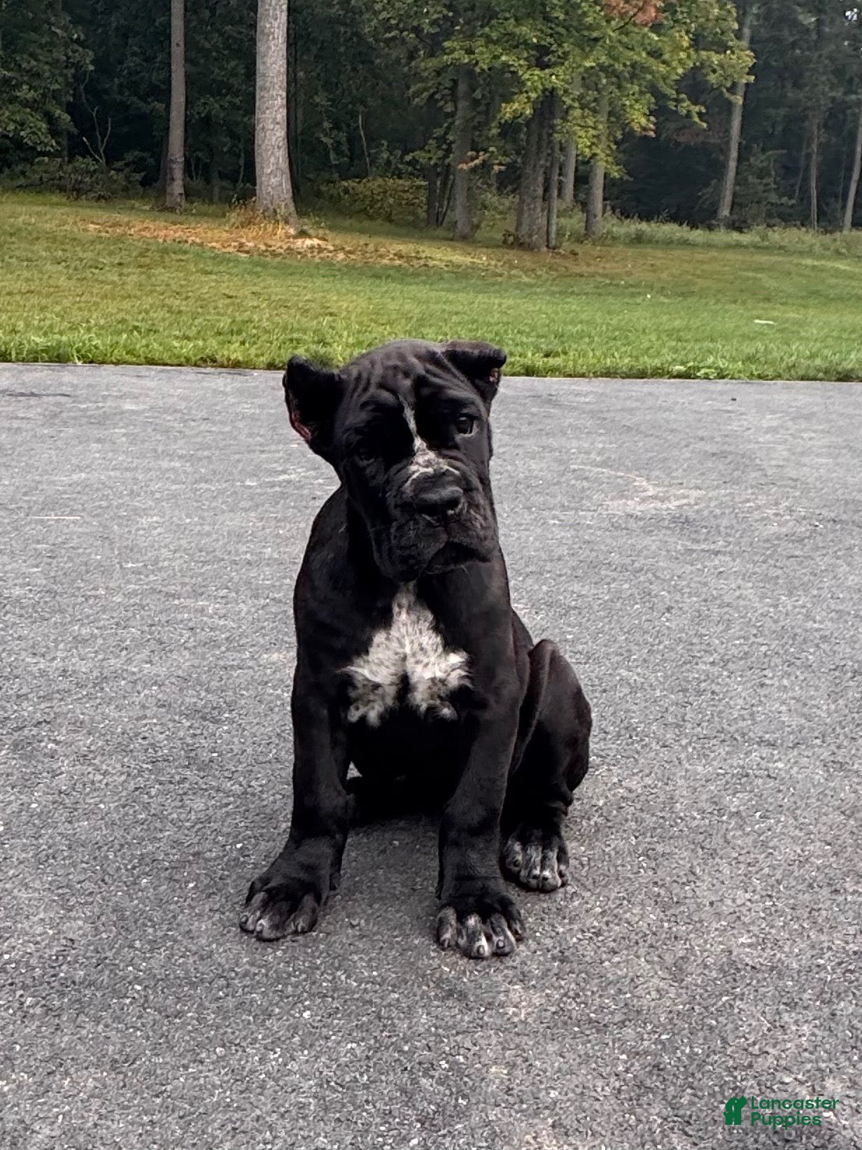 Cane Corso dogs Violet - Ad 1