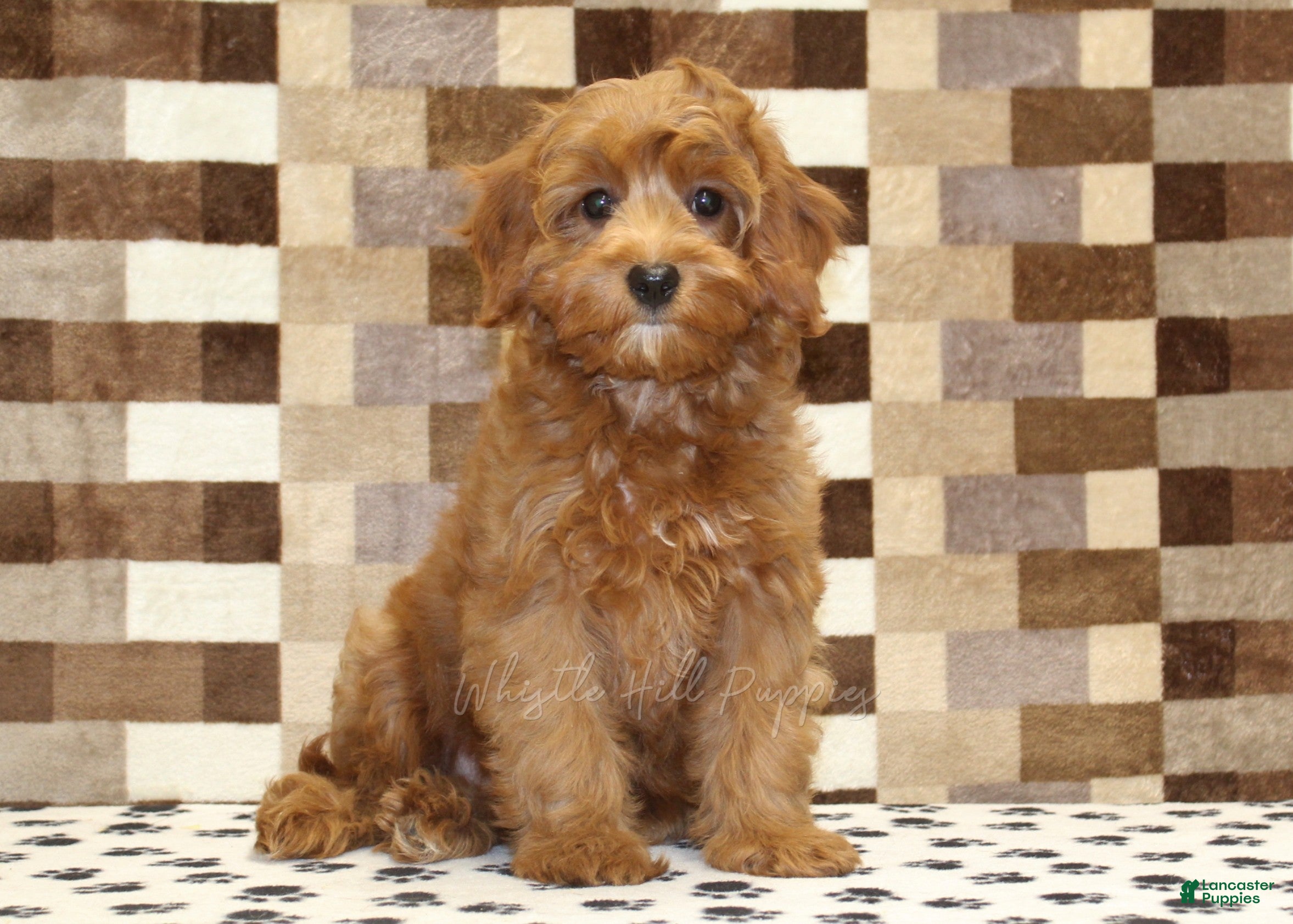 Cavapoo dogs Stella - Ad 1