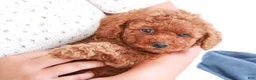 Toy Poodle dogs for sale: Percival - Ad 8