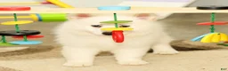 Pomsky dogs for sale: Nicole - Ad 5