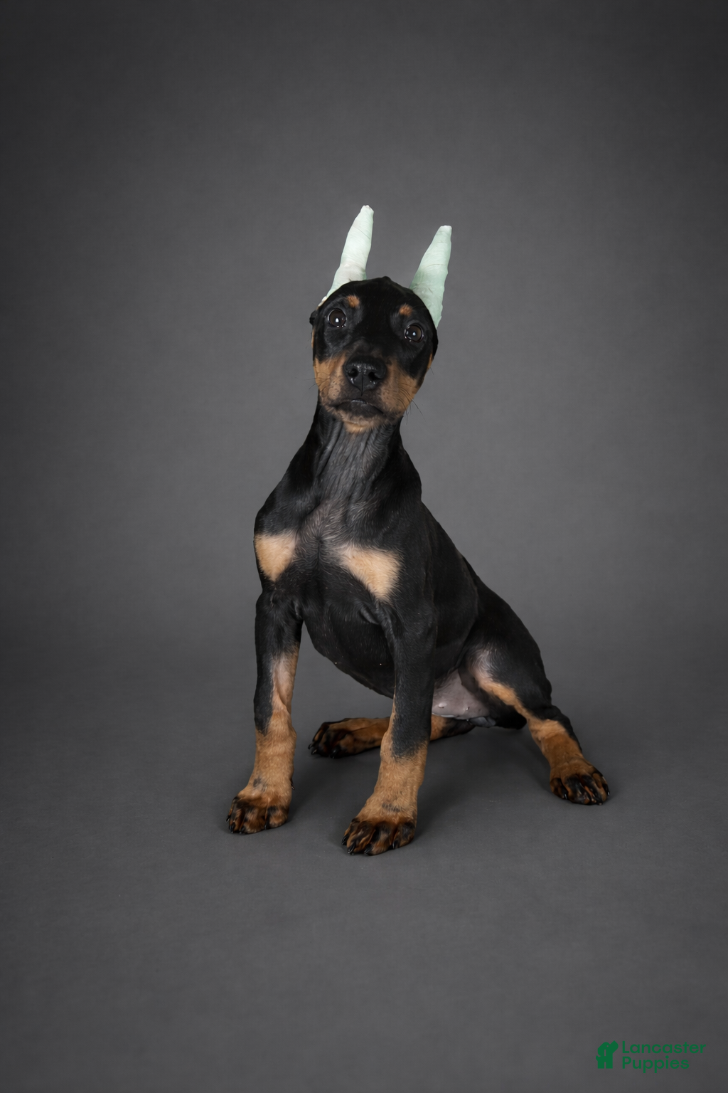 Doberman Pinscher dogs GKK Not By Faith Alone - Ad 7