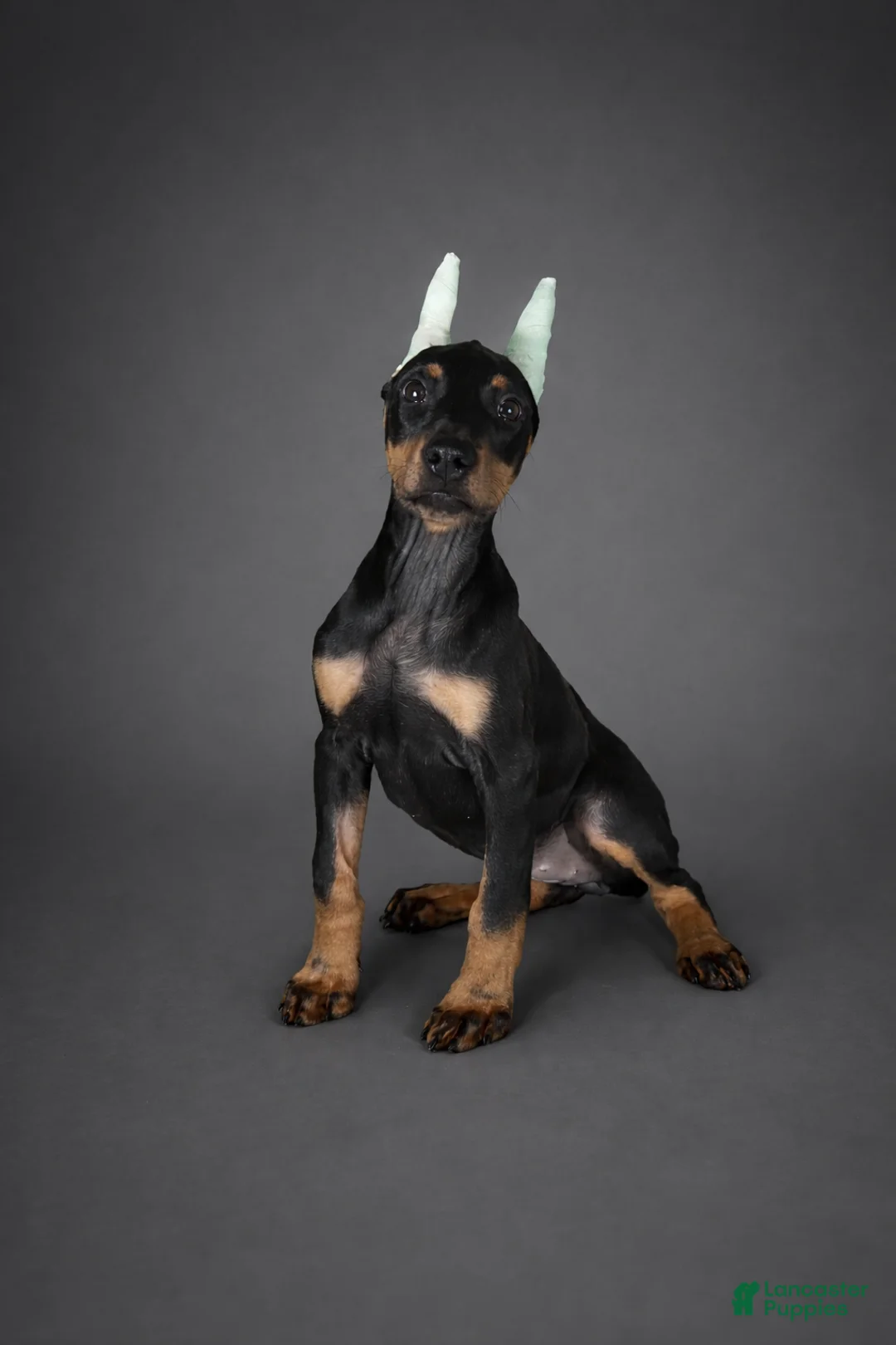 Doberman Pinscher dogs for sale: GKK Not By Faith Alone - Ad 1