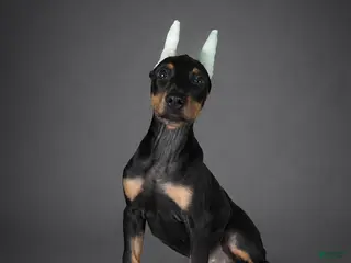 Doberman Pinscher dogs GKK Not By Faith Alone - Ad 1
