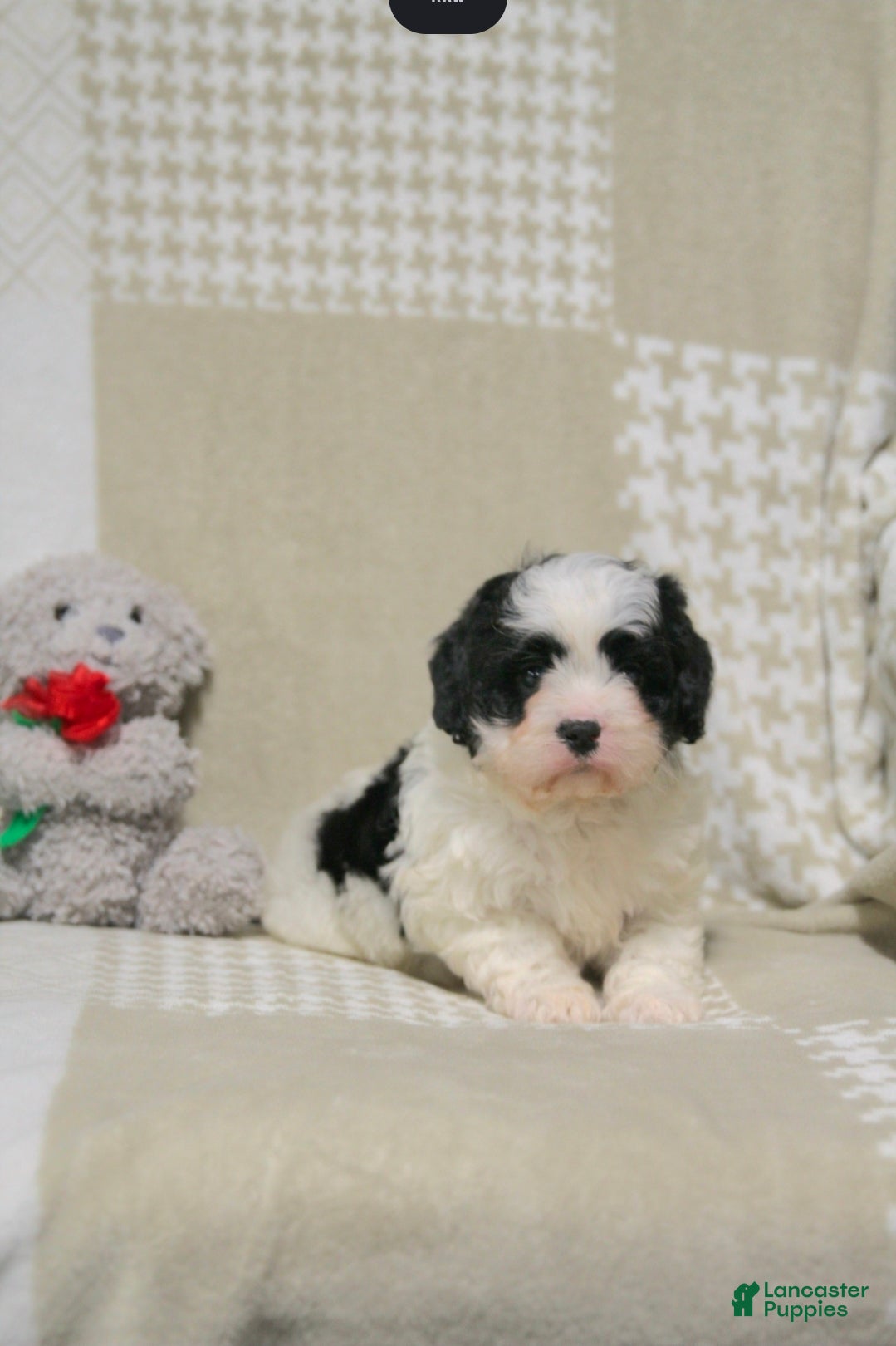 Cavapoo dogs for sale: Theo - Ad 3