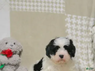 Cavapoo dogs for sale: Theo - Ad 3