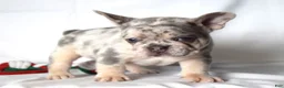French Bulldog dogs for sale: Tucker - Ad 18