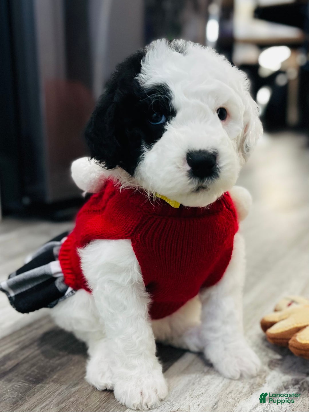 Sheepadoodle dogs for sale: Sheepadoodle Puppy 5 - Ad 9