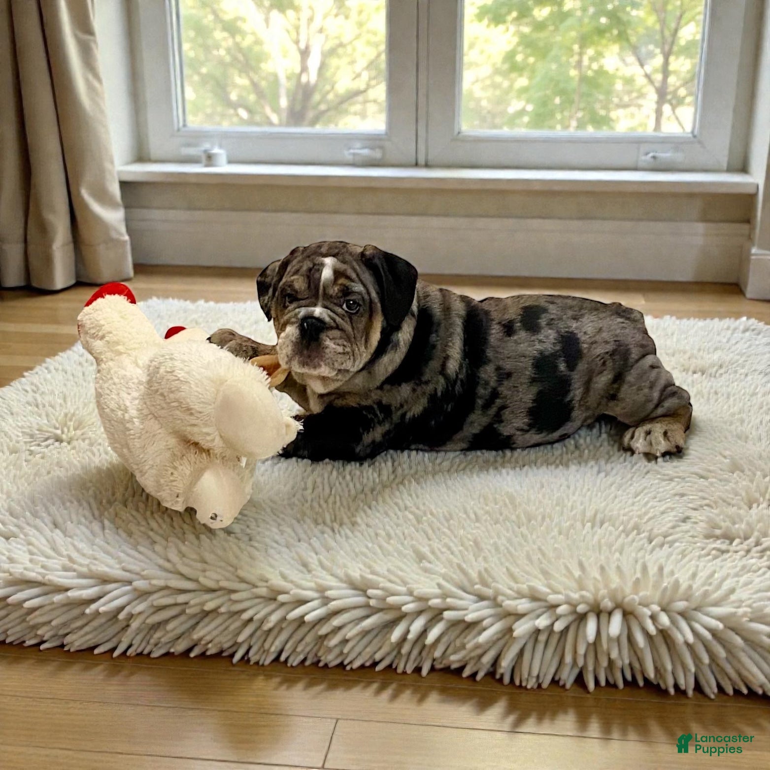 English Bulldog dogs Lilly - Ad 16