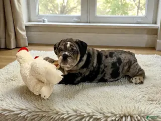 English Bulldog dogs Lilly - Ad 16